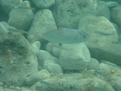 Seriola dumerili