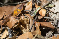 Trachylepis