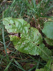 Nicotiana alata