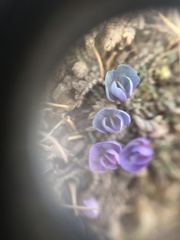 Astragalus uniflorus