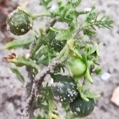 Solanum triflorum