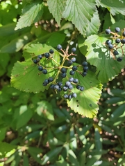 Viburnum dentatum