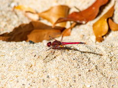 Trithemis