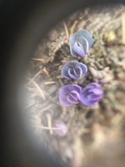 Astragalus uniflorus