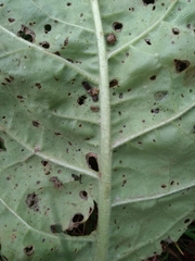 Nicotiana alata