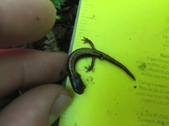 Plethodon larselli