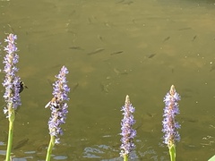 Notemigonus crysoleucas