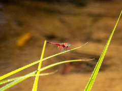 Trithemis