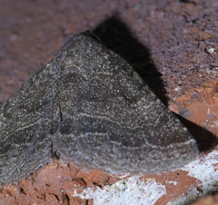 Matigramma pulverilinea