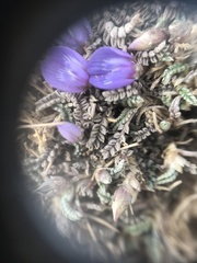 Astragalus uniflorus