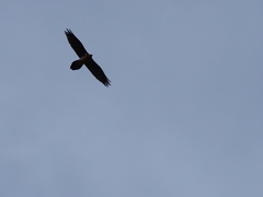 Gypaetus barbatus