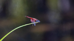 Trithemis