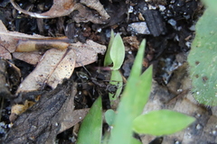 Odontomachus brunneus