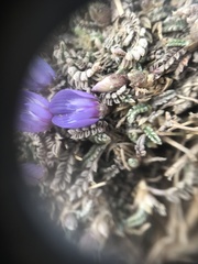 Astragalus uniflorus