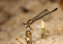 Platycnemididae