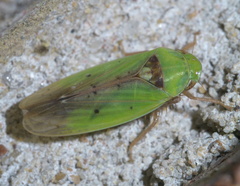 Ponana