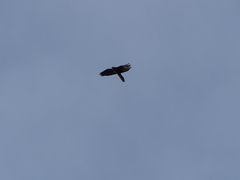 Gypaetus barbatus