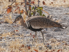 Eupodotis ruficrista