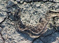 Sistrurus tergeminus