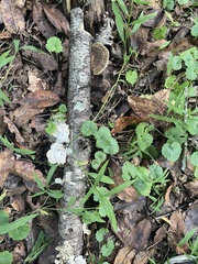 Hydnellum concrescens