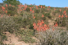 Aloe humilis