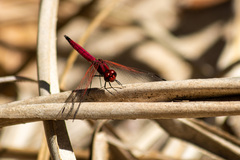 Trithemis