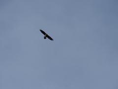 Gypaetus barbatus