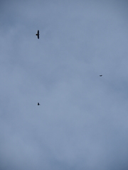 Gypaetus barbatus