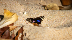 Junonia oenone