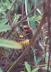 Vespa crabro