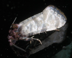 Platphalonidia lavana