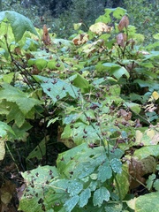 Thalictrum occidentale