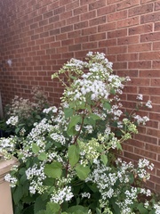 Ageratina altissima