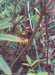 Vespa crabro