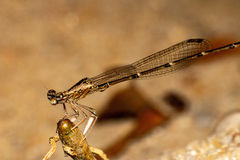 Platycnemididae