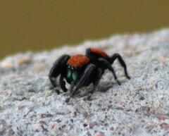 Phidippus apacheanus