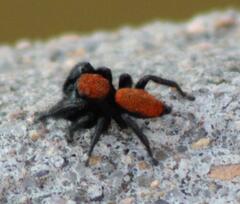 Phidippus apacheanus