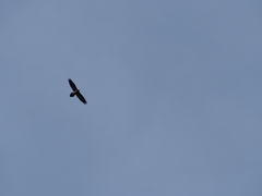 Gypaetus barbatus