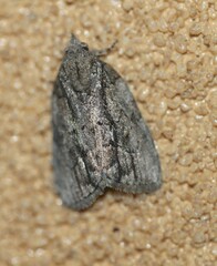 Etanna clopaea