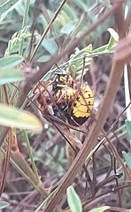 Vespa crabro