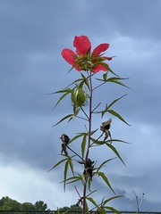 Hibiscus coccineus