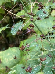 Thalictrum occidentale