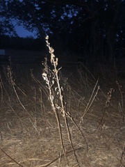 Camassia quamash