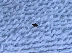 Microtechnites bractatus