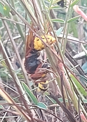 Vespa crabro