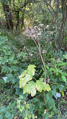 Heracleum sphondylium