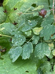 Thalictrum occidentale