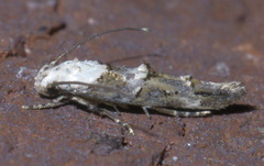 Mompha murtfeldtella