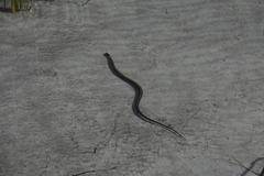 Thamnophis elegans