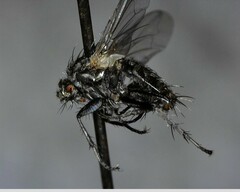 Oestroidea